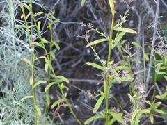 Baccharis plummerae plummerae
