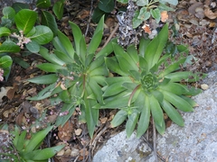 Dudleya candelabrum