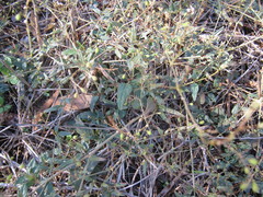 Boerhavia dominii