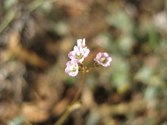 Boerhavia dominii