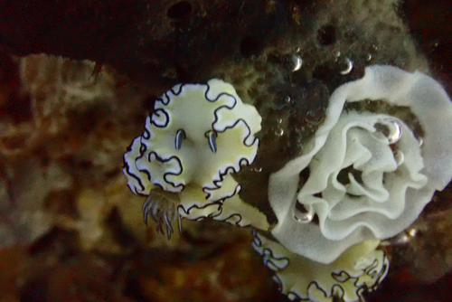 Doriprismatica atromarginata