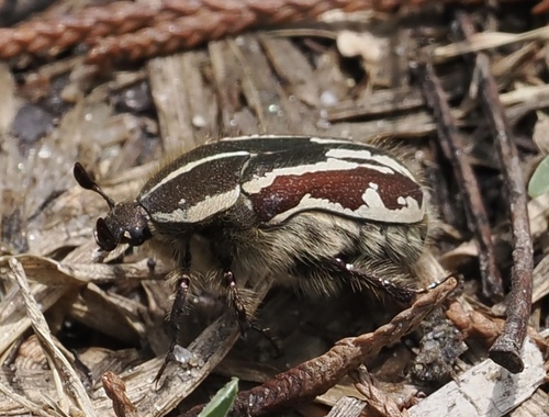 Clinteria hoffmeisteri