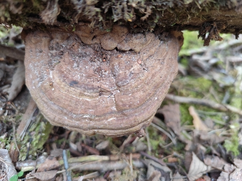 Plokščiasis blizgutis