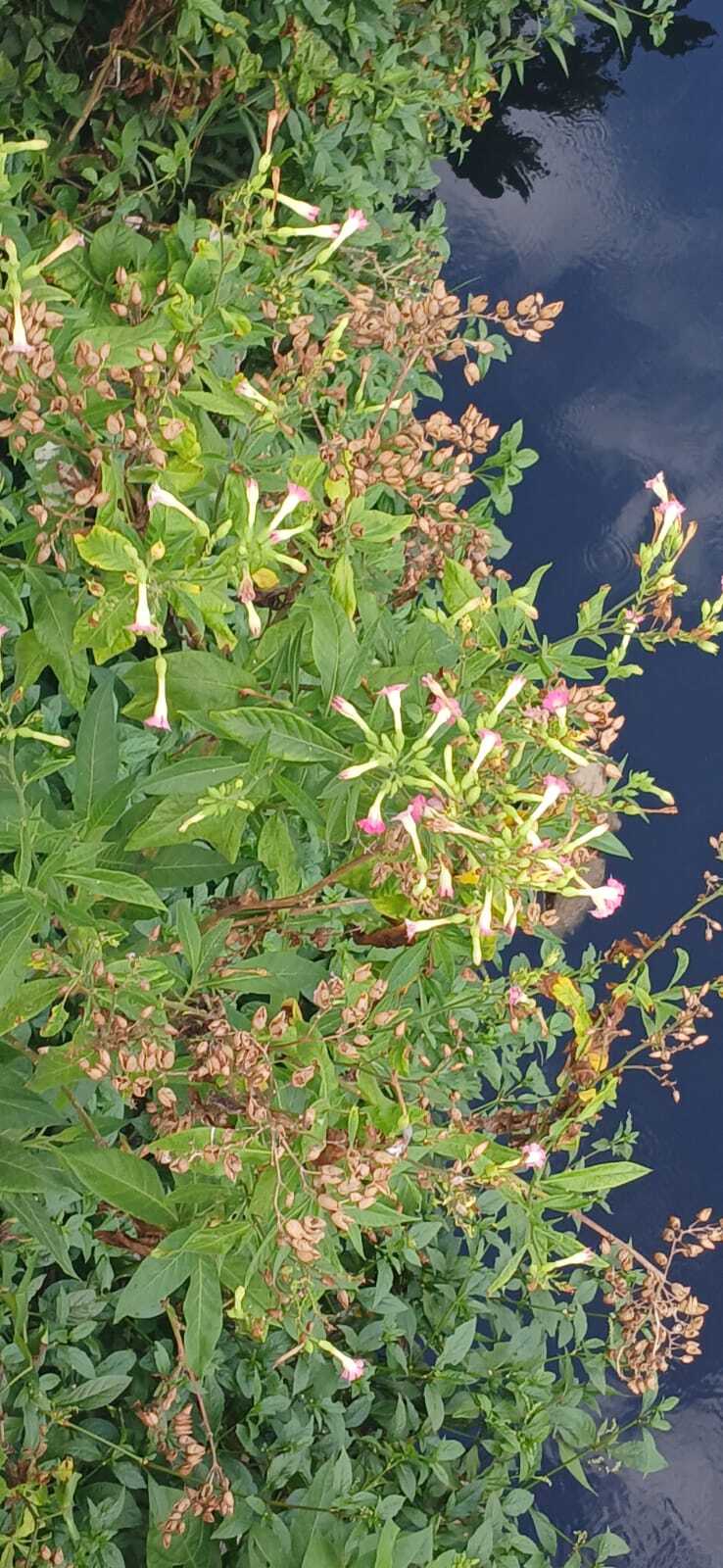Nicotiana tabacum