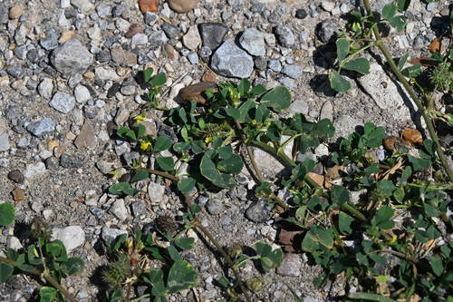 Burclover (Medicago polymorpha)