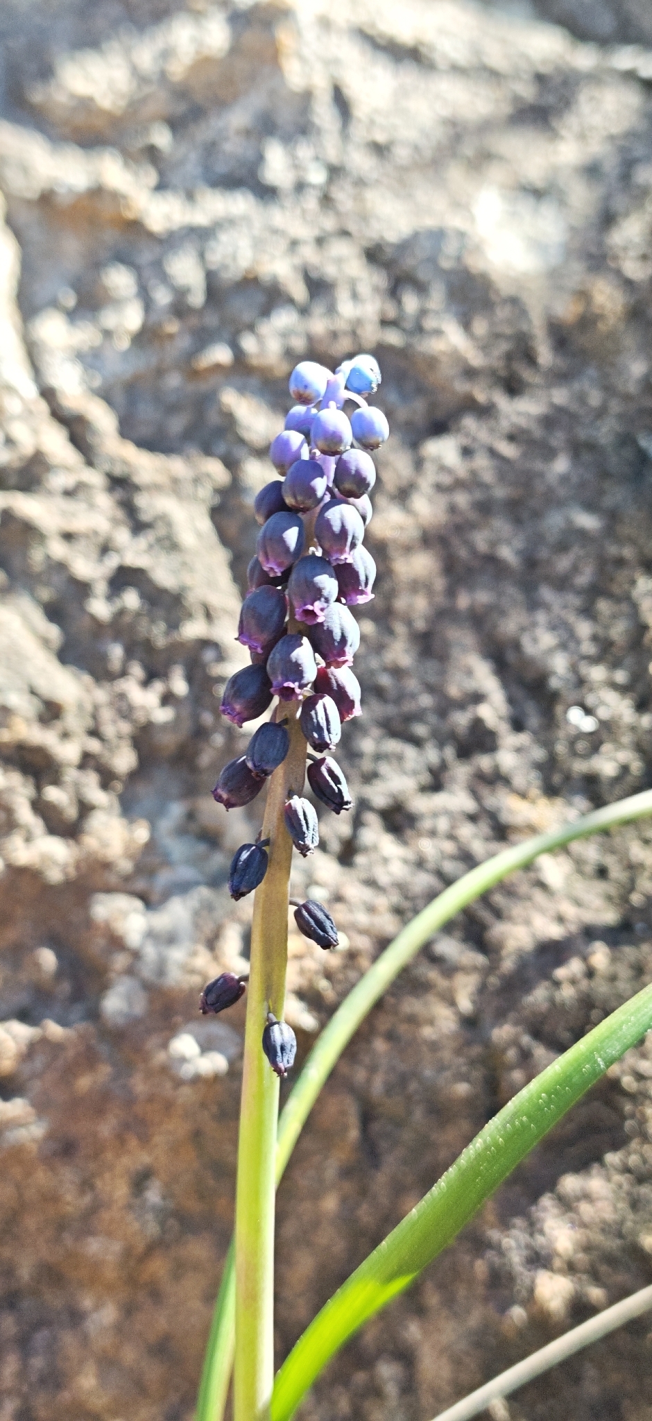 Grape hyacinth