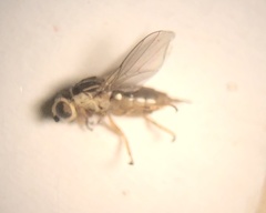 Chlorops