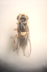 Chlorops