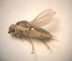 Chlorops