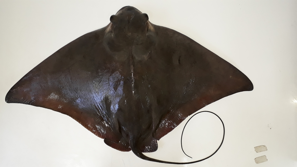 Chilean Eagle Ray