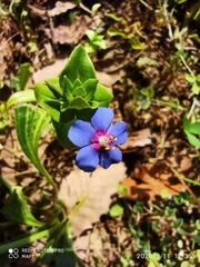 Anagallis