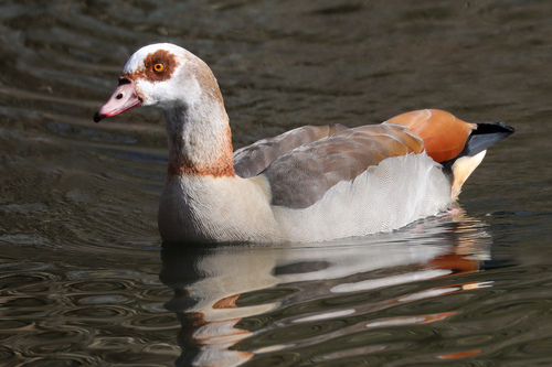 iNaturalist: (c) frankielee91, some rights reserved (CC BY-NC), uploaded by frankielee91 iNaturalist image