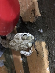 Rhinella granulosa