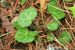 Pyrola renifolia