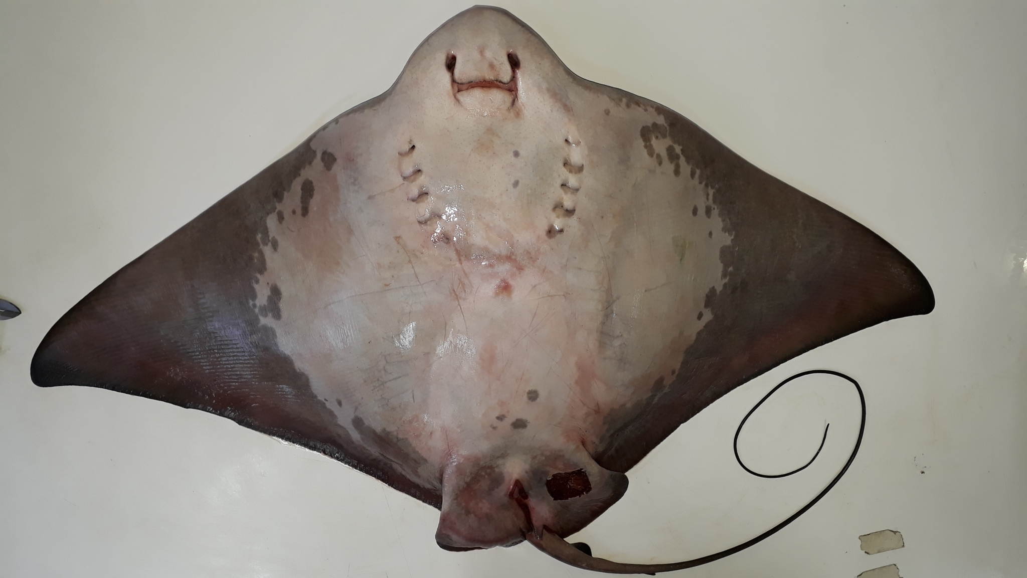 Photos of Chilean Eagle Ray (Myliobatis chilensis) · iNaturalist