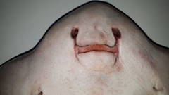 Myliobatis chilensis