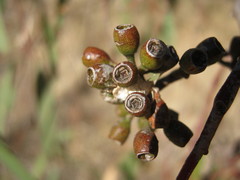 Eucalyptus microcarpa