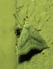 Macrochilo hypocritalis