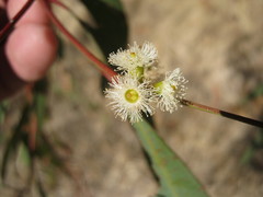 Eucalyptus microcarpa