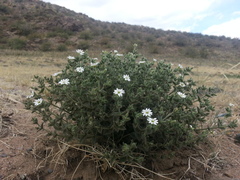 Stellaria dichotoma