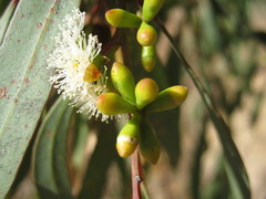 Eucalyptus microcarpa