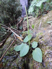 Peperomia lanceolatopeltata
