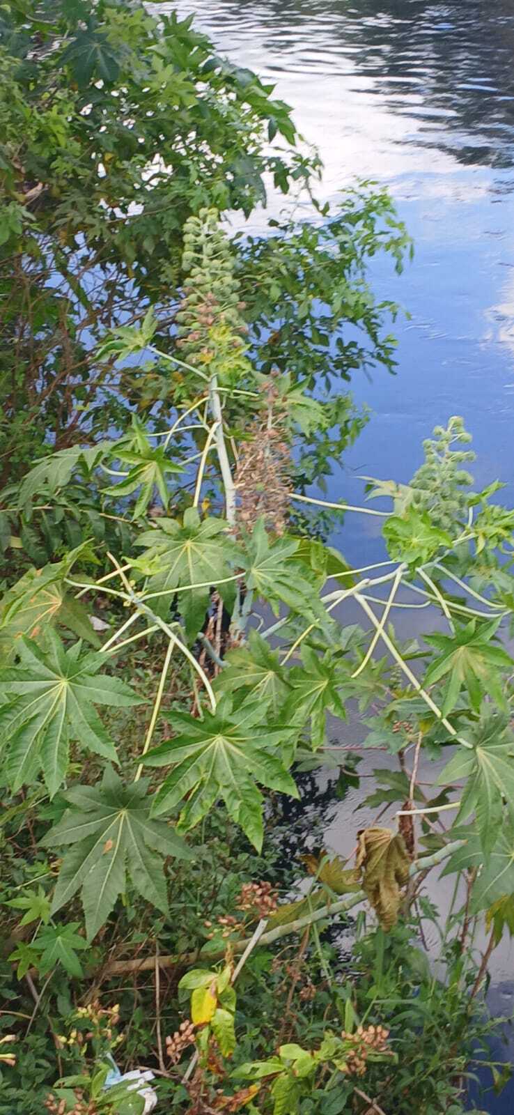 Ricinus communis