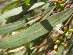 Eucalyptus microcarpa