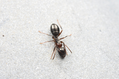 Camponotus vitiosus
