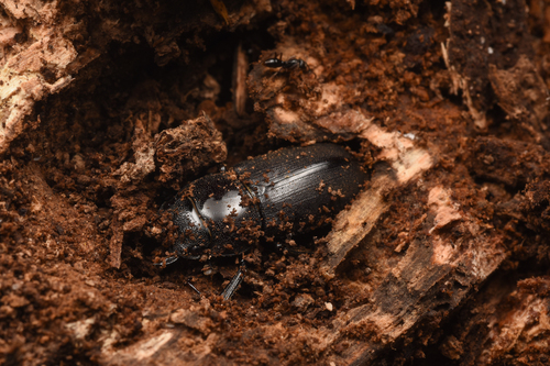 Little Stag Beetle photo 3