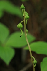 Pyrola renifolia