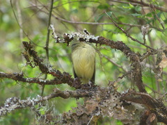 Phylloscartes ventralis