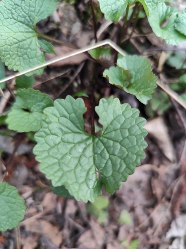 Vaistinė česnakūnė