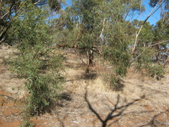Eucalyptus microcarpa