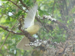 Phylloscartes ventralis