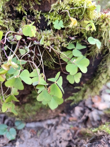Statusis kiškiakopūstis