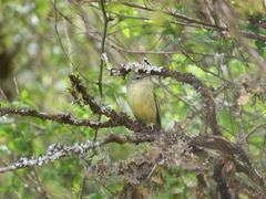 Phylloscartes ventralis