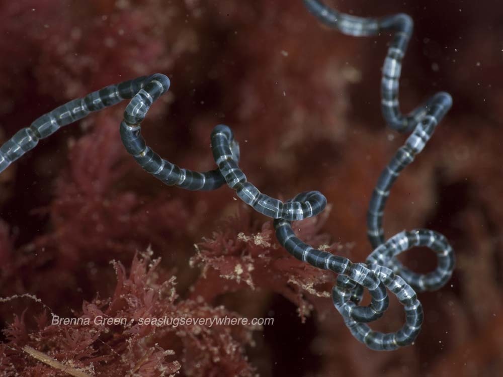 Chaetomorpha Spiralis (Rocky Intertidal Species Southern California ...