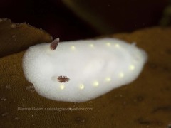 Cadlina flavomaculata