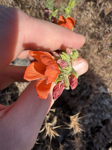 Sphaeralcea rusbyi, photograph 6