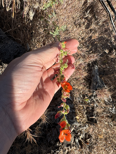 Sphaeralcea rusbyi, photograph 5