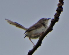 Prinia subflava pondoensis