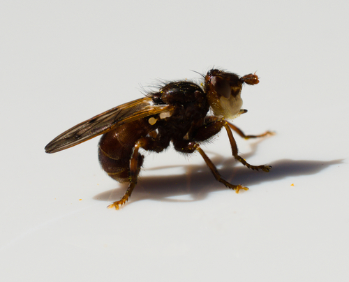 Myopa extricata