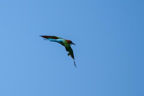 Rufous-crowned Bee-eater