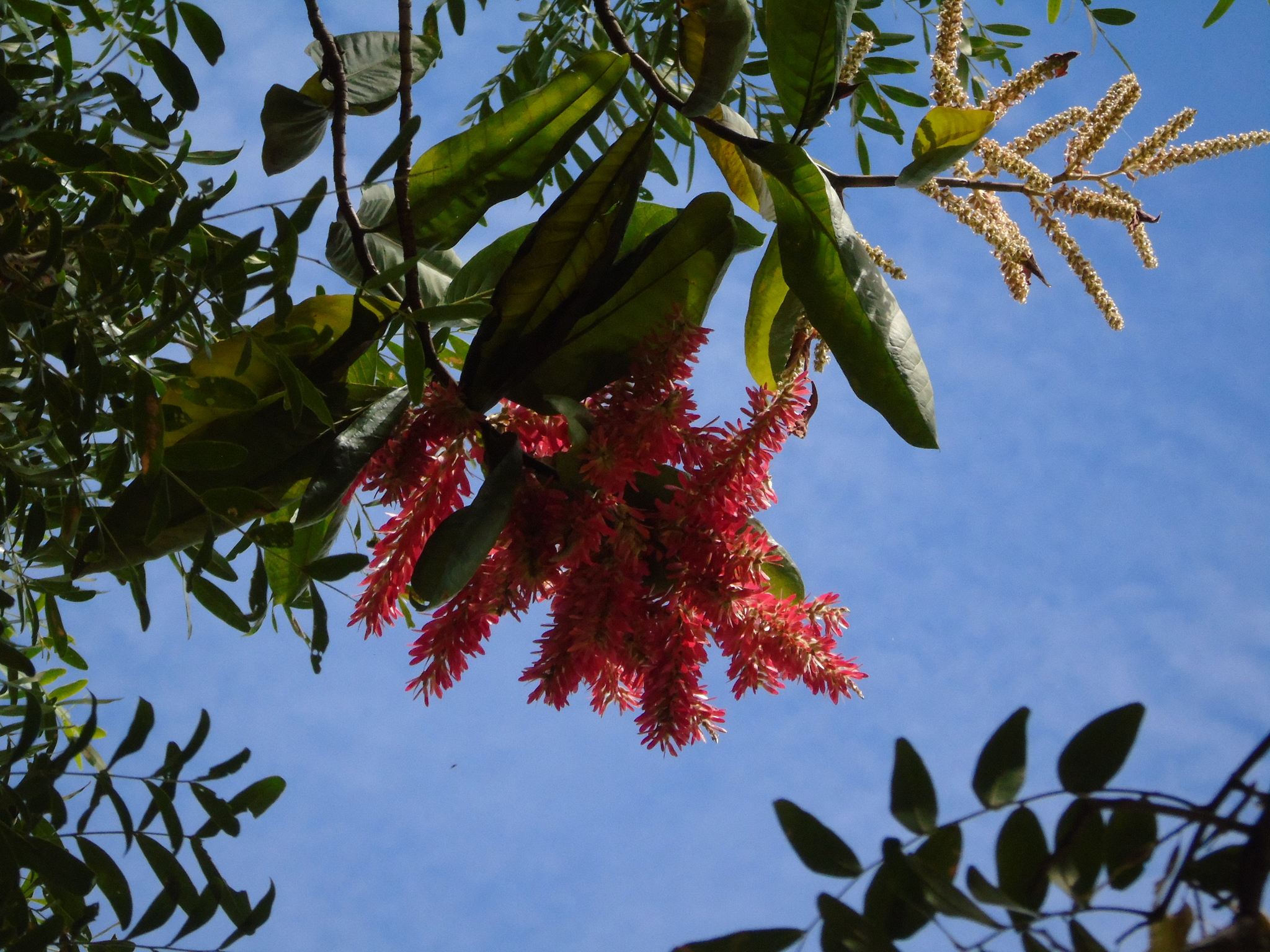 Triplaris Americana (Triplaris americana)