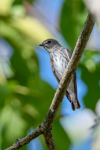 Gray-streaked Flycatcher