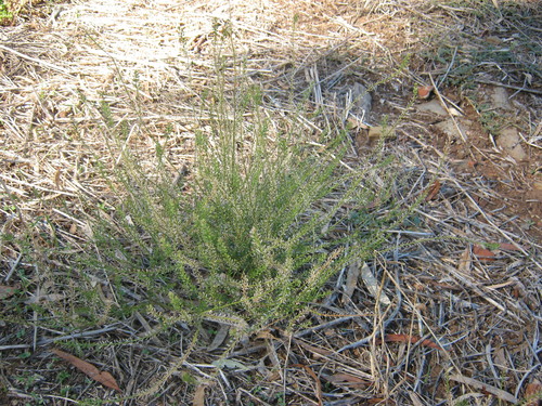 Lepidium africanum iNat (2)