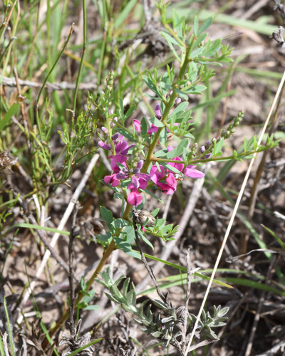 Bear Indigo (Indigofera denudata)