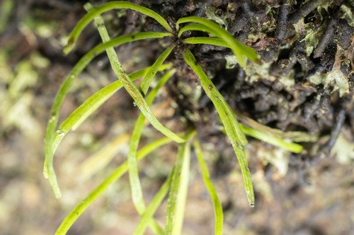 Vaginularia junghuhnii observed 2026-04-04