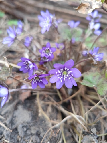 Triskiautė žibuoklė